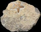 Ordovician Starfish (Petraster?) Fossil - Morocco #41816-1